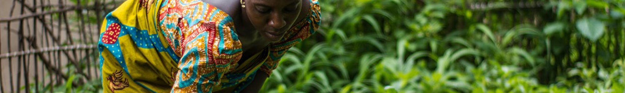 Commercial Agriculture for Smallholders and Agribusiness (CASA) programme 1